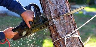Lawn Pest Prevention in Napa, CA