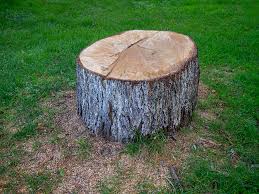 Best Stump Grinding and Removal  in Napa, CA