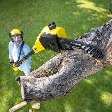 How Our Tree Care Process Works  in  Napa, CA