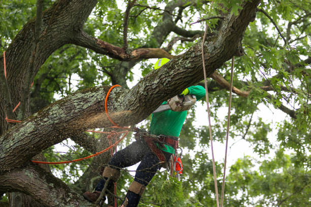 Best Tree Health Inspection  in Napa, CA