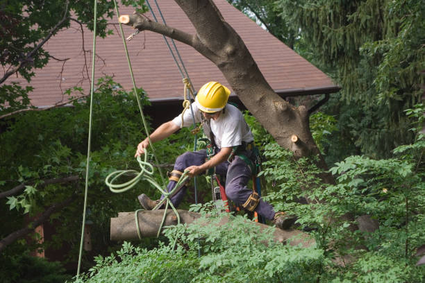 Best Lawn Pest Prevention  in Napa, CA