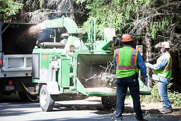 Trusted Napa, CA Tree Care Experts